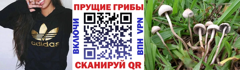 Галлюциногенные грибы мухоморы  Купить где  Онега 